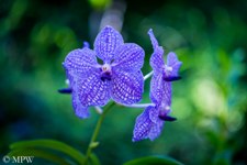 Blue orchid at the Garden of the Sleeping Giant in the Hidden Valley which sits at the foothills of the Nausori Highlands about 10 minutes drive north of Nadi. The garden was originally started by the late Raymond Burr in 1997, known for his characters of Perry Mason and Ironside.